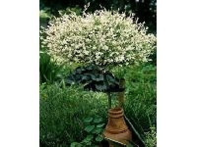 AMO Japanische Harlekinweide-Stämmchen Hakuro Nishiki, 1 Pfl