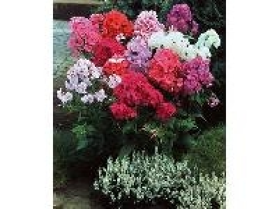 AMO Staude Hohe Flammenblume, Farbmischung, 5 Pflanzen