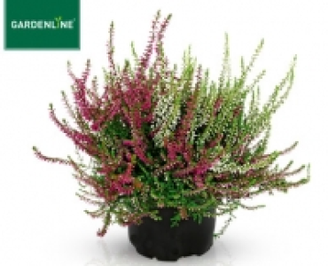 GARDENLINE®Solitär-Callune, Lizenz