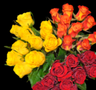 Wunderschöne Rosen 2.79 €
