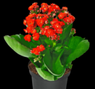 Mini-Bl&uuml;hpflanzen 0.99&nbsp;&euro;