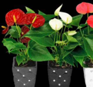 Flamingoblume 3.99 €