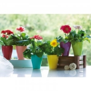 Gerbera 1.99&nbsp;&euro;