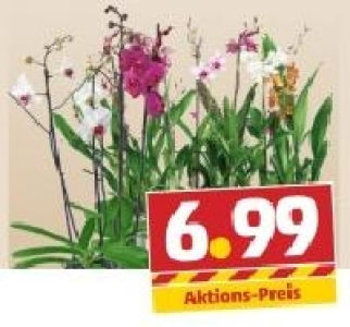 Phalaenopsis o. Orchideen-Mix 6.99&nbsp;&euro;