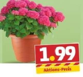 Blumentopf 1.99&nbsp;&euro;