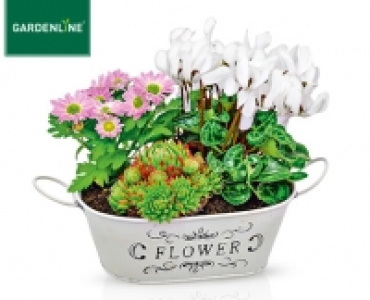 GARDENLINE®Pflanzenarrangement 4.99 €