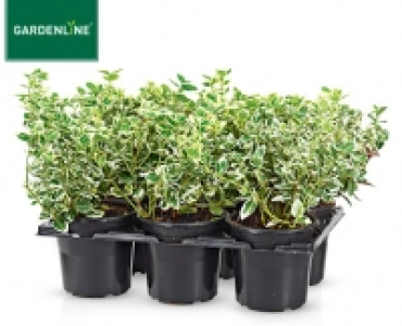 GARDENLINE®Herbstmix, 6er-Tray 3.59 €