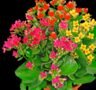 Kalanchoe 3.33 €