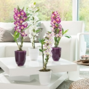 Dendrobium nobile 6.99 €