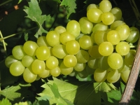 Lidl  Weinreben-Sortiment, bestehend aus je 1 Pflanze Phönix ®, Regent ® und