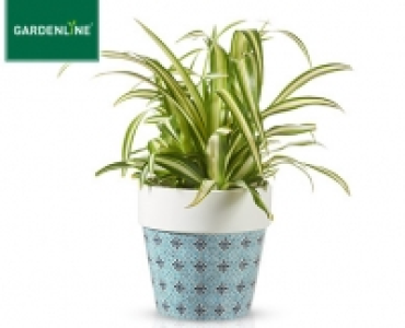 GARDENLINE&reg;Gr&uuml;npflanze Herbstpoesie