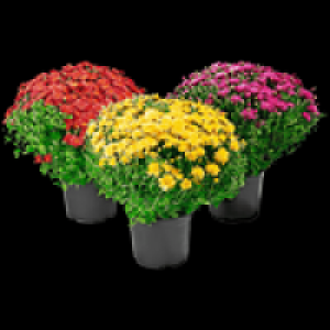 Chrysanthemen-Busch