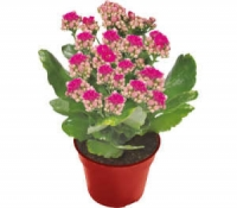 Kalanchoe 1.99 €