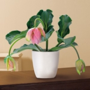 Medinilla magnifica 8.99 €