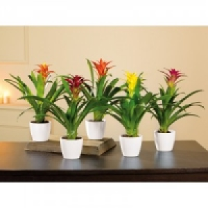 Bromelie 3.99 €