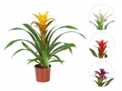 Guzmanie 3.99&nbsp;&euro;