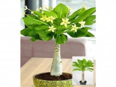 Hawaii-Palme,1 Pflanze 14.99 €