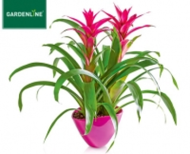 GARDENLINE®Hochwertiges Bromelien-Arrangement