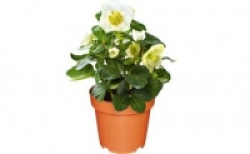 Christrose Helleborus 3.49&nbsp;&euro;