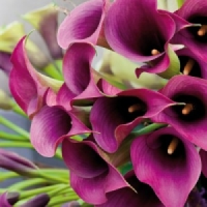 Calla Zantedeschia 4.99 €