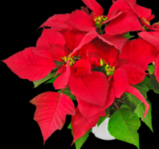 Fairtrade Weihnachtsstern 1.79&nbsp;&euro;