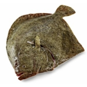 Steinbutt