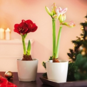 Amaryllis 3.99 €