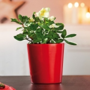 Christrose Helleborus 3.49&nbsp;&euro;