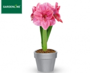 GARDENLINE&reg;Amaryllis im Keramiktopf