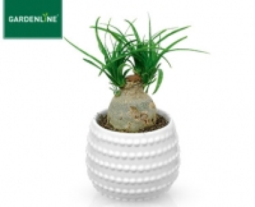 GARDENLINE®Mini-Pflanze 2.49 €