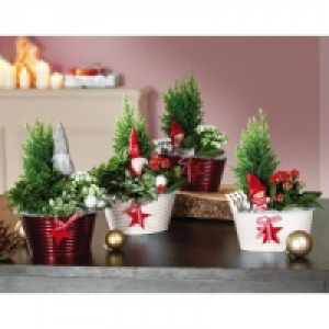 Weihnachtliches Arrangement 7.99 €