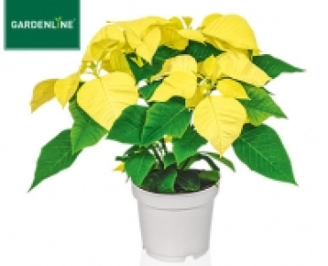 GARDENLINE®Weihnachtliche Blühpflanze