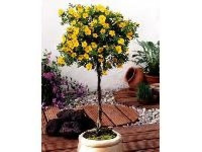 AMO Fünffingerstrauch zum Stämmchen gezogen, gelb blühend 19.99 €