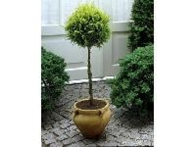 S&auml;ulenzypresse als Kugel-St&auml;mmchen