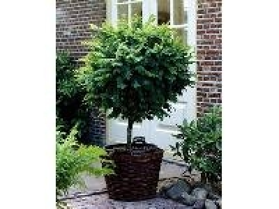 Kugelakazie auf Stamm