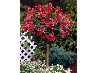 Amo Weigelia Bristol Ruby Kugel-St&auml;mmchen gezogen rot bl&uuml;hend