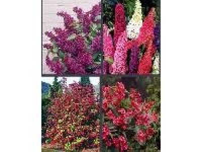 Amo Rotbl&uuml;hende Str&auml;ucher bestehend aus Weigelie