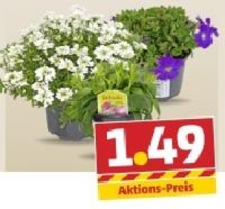 Stauden-Mix 1.49 €