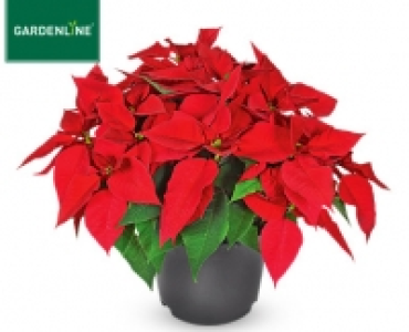 GARDENLINE®Weihnachtssternbusch 5.99 €