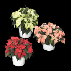 Weihnachtssternbusch 5.99 €