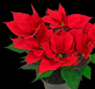 Fairtrade-Weihnachtsstern 2.49&nbsp;&euro;