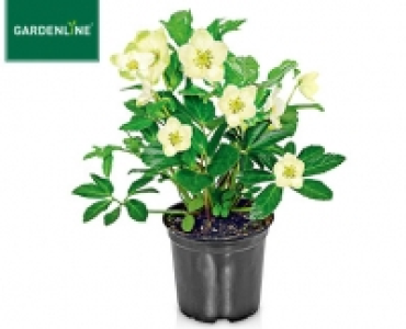 GARDENLINE®Christrose