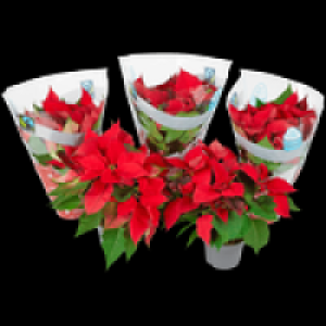 Fairtrade Weihnachtsstern