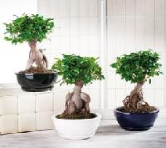 Bonsai Ficus Ginseng 12.99 €