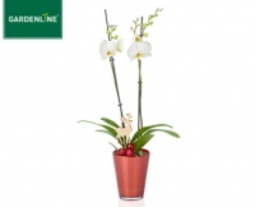 GARDENLINE&reg;Orchidee im Glastopf