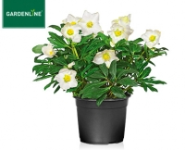 GARDENLINE®Christrose, groß