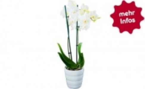 Schmetterlingsorchidee in Keramik 7.99 €