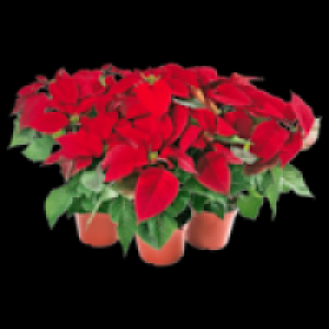 Weihnachtsstern