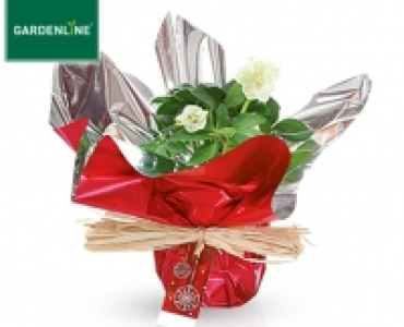 GARDENLINE®Christrose in Geschenk­verpackung 3.99 €
