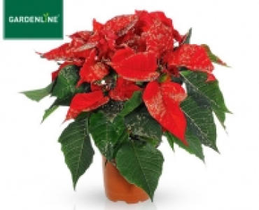 GARDENLINE&reg;Weihnachtsstern mit Glitter